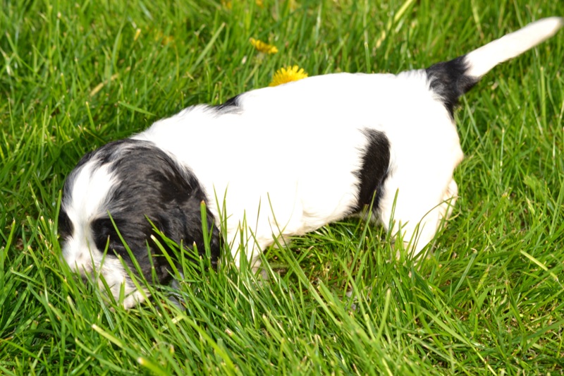 Vrh H a CH 09-Chessy.JPG